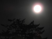 full moon on a slightly foggy night.jpg