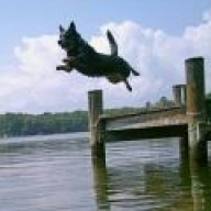 WaterDog
