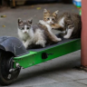 CoCat
