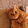fatorangecat