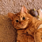 fatorangecat