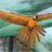 bigbirdlover