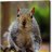 Squirrelly G