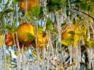 ap_florida_oranges_frozen_100107_mn.jpg