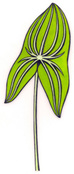 www.foragersharvest.com