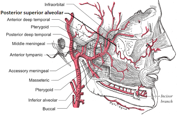 posterior_superior_alveolar_artery.png