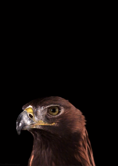 tumblr_mlnvktdGpH1r4zr2vo2_r1_500.gif