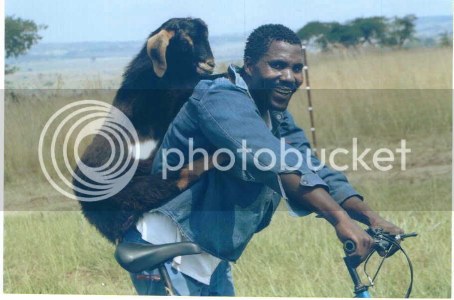 goat-on-bicycle-03.jpg
