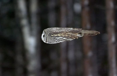 owl+in+flight.jpg