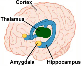 amygdala.jpg